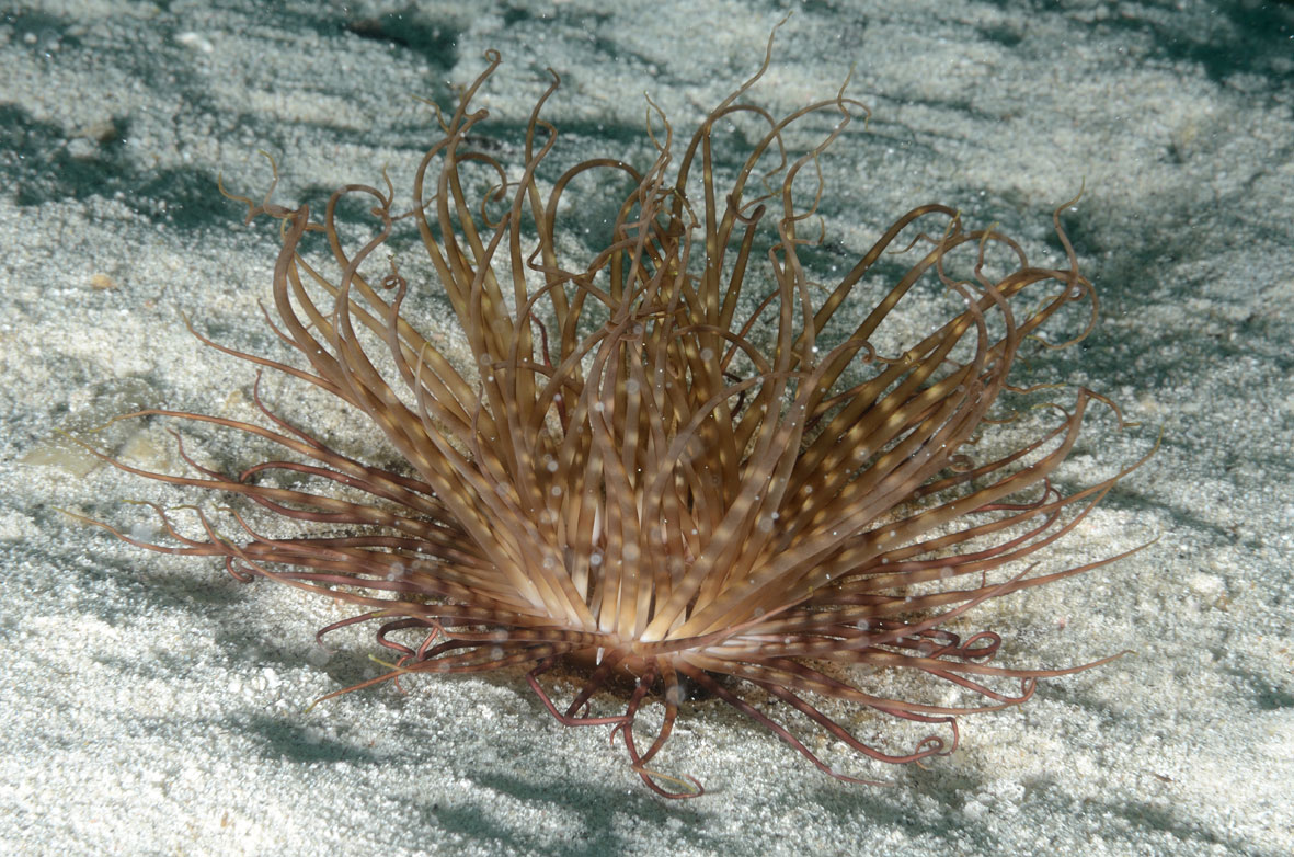 Pachycerianthus solitarius